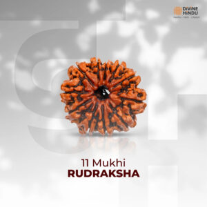 11 Mukhi Lab Tested Certified Rudraksha