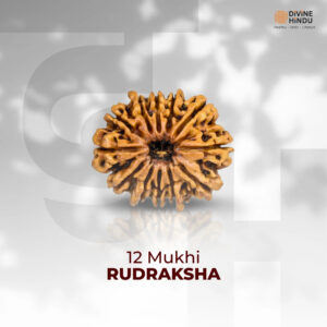 12 Mukhi Lab Tested Certified Rudraksha